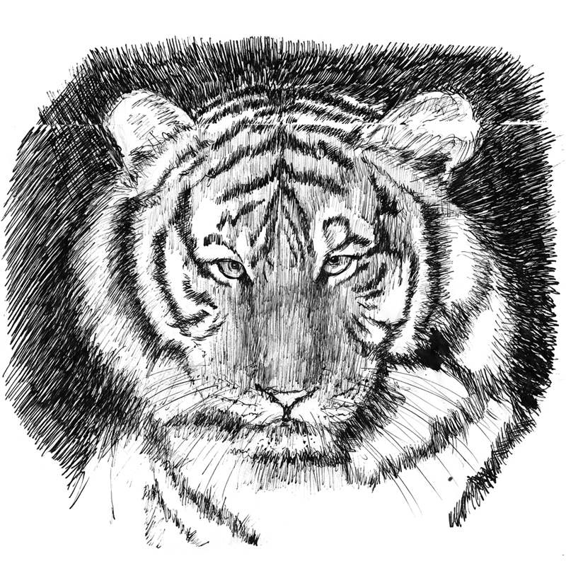 a black and white sketch of a tiger's head