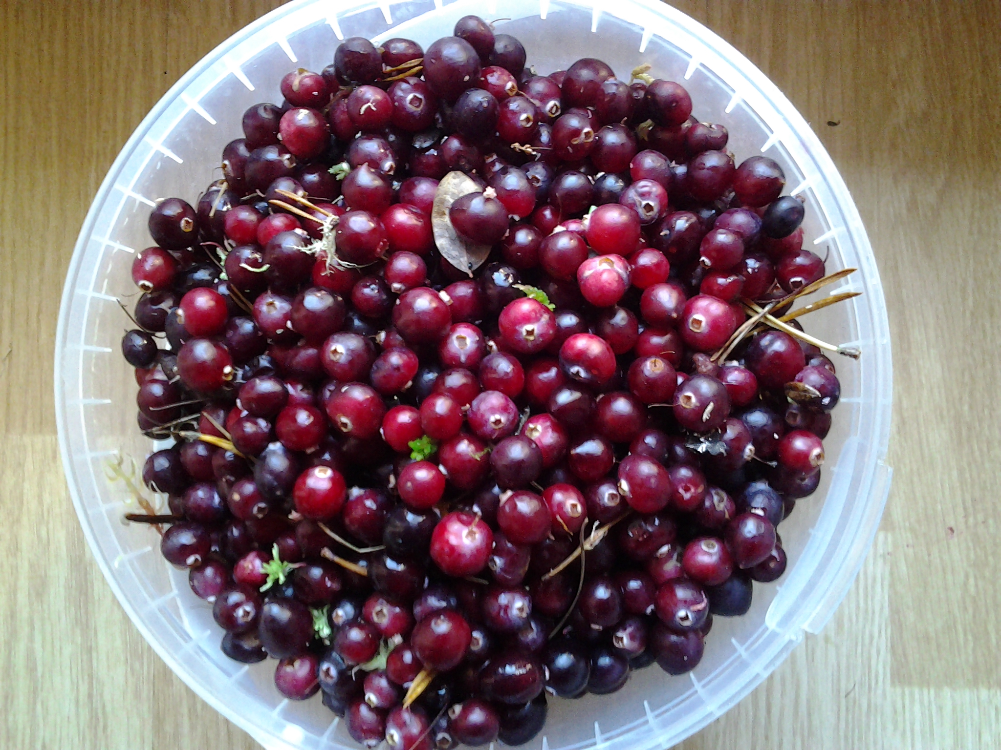 a plastic container filled with red berry berries