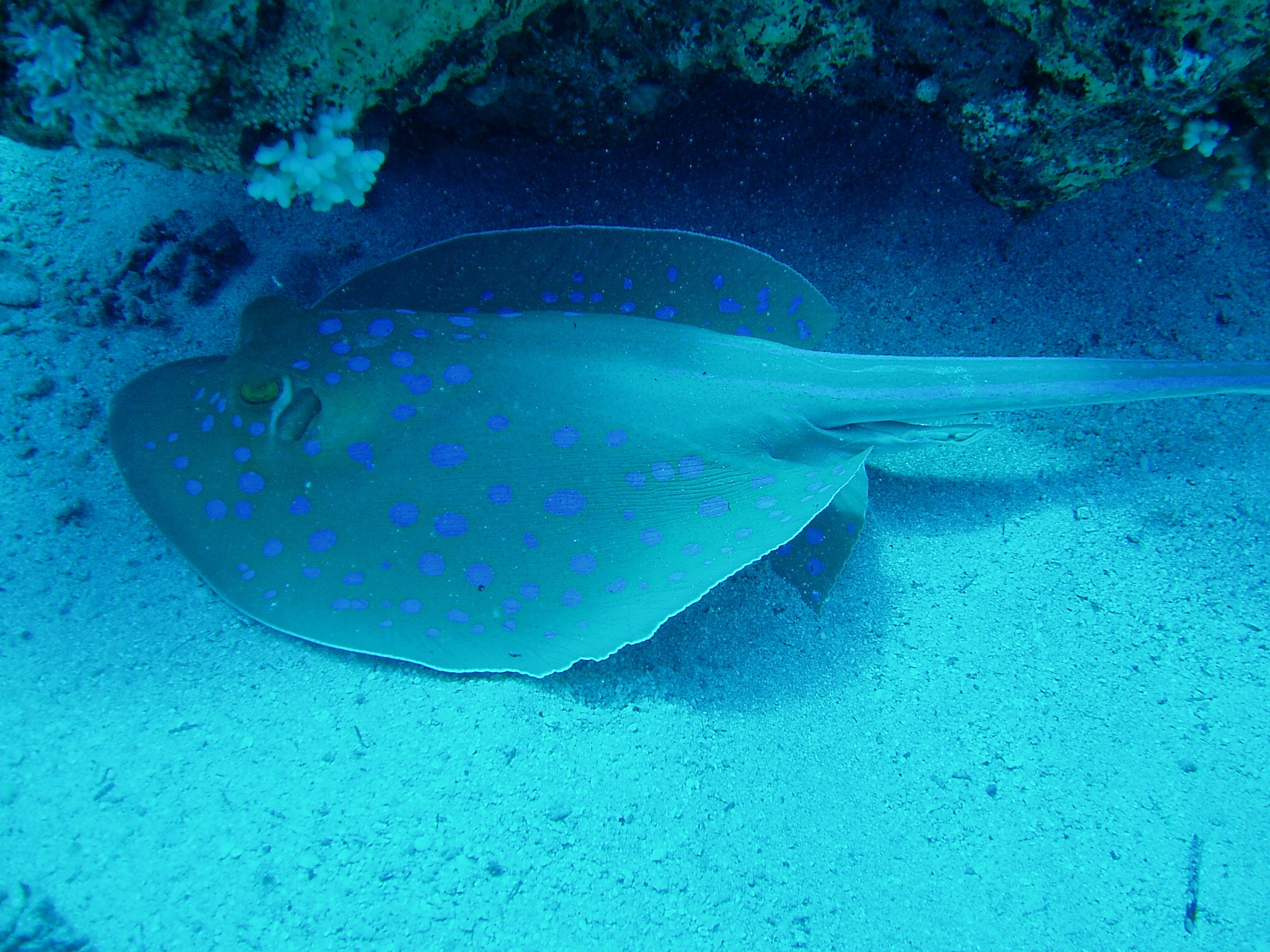 a blue - spotted sting ray, the only known animal in a sea coral