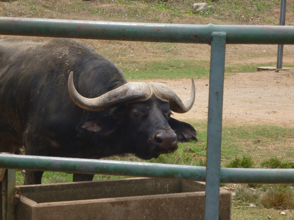 a long horned bull behind an enclosure in the grass
