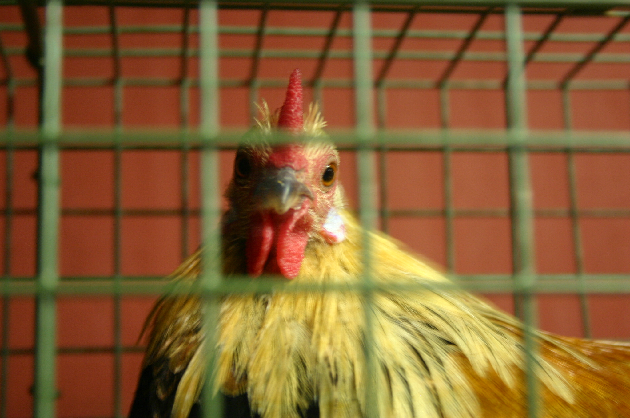 closeup of large cock on top of caged area