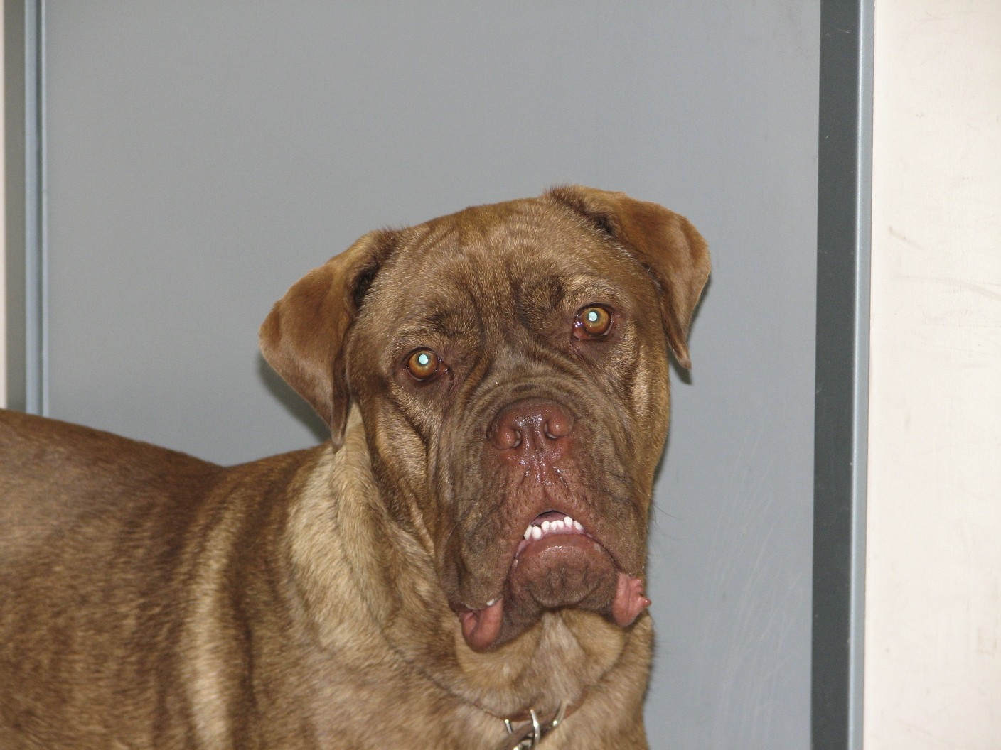 a brown dog with brown eyes, sitting on a door