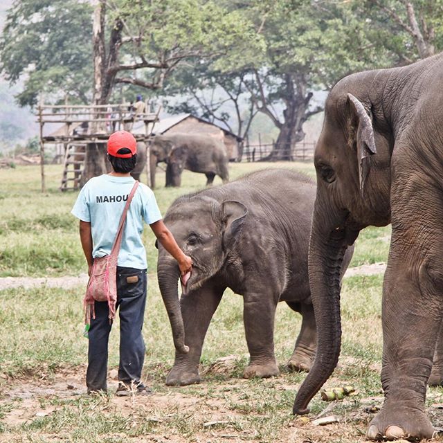 two people are watching the elephants in their pen