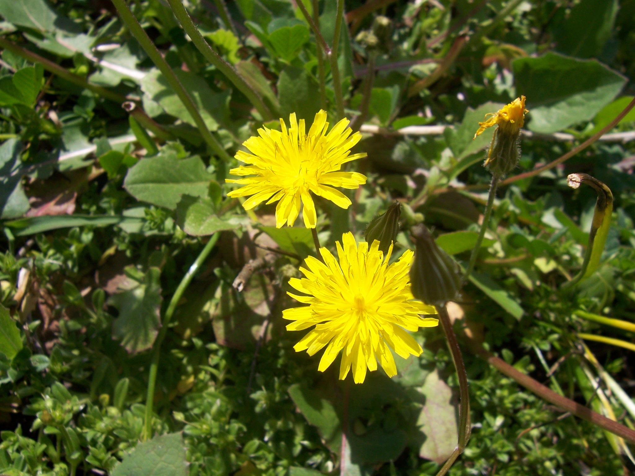 yellow flowers with green leaves and other plants in the background