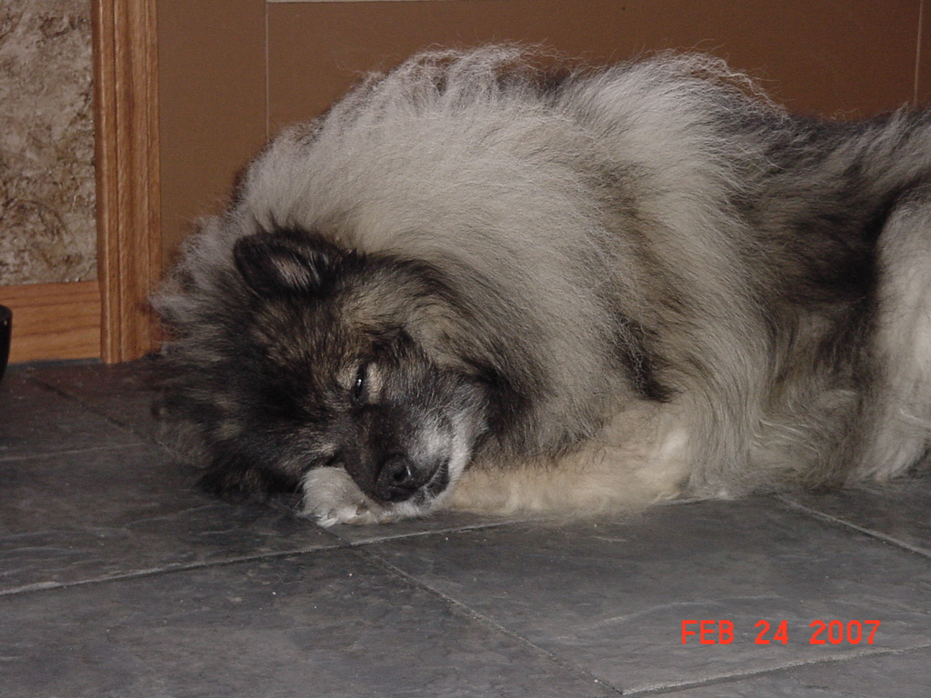 large fluffy dog laying on the floor in front of a door