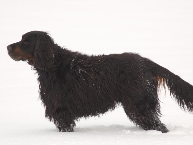 a large brown dog standing on top of a snow covered field