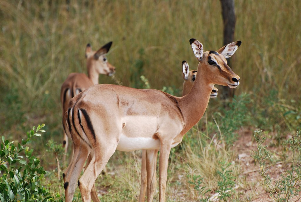 a group of gazelles are standing in tall grass