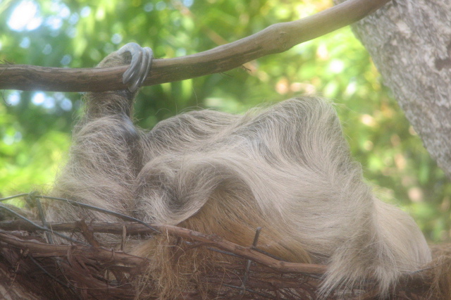 a small gray and white animal is sleeping on a nch