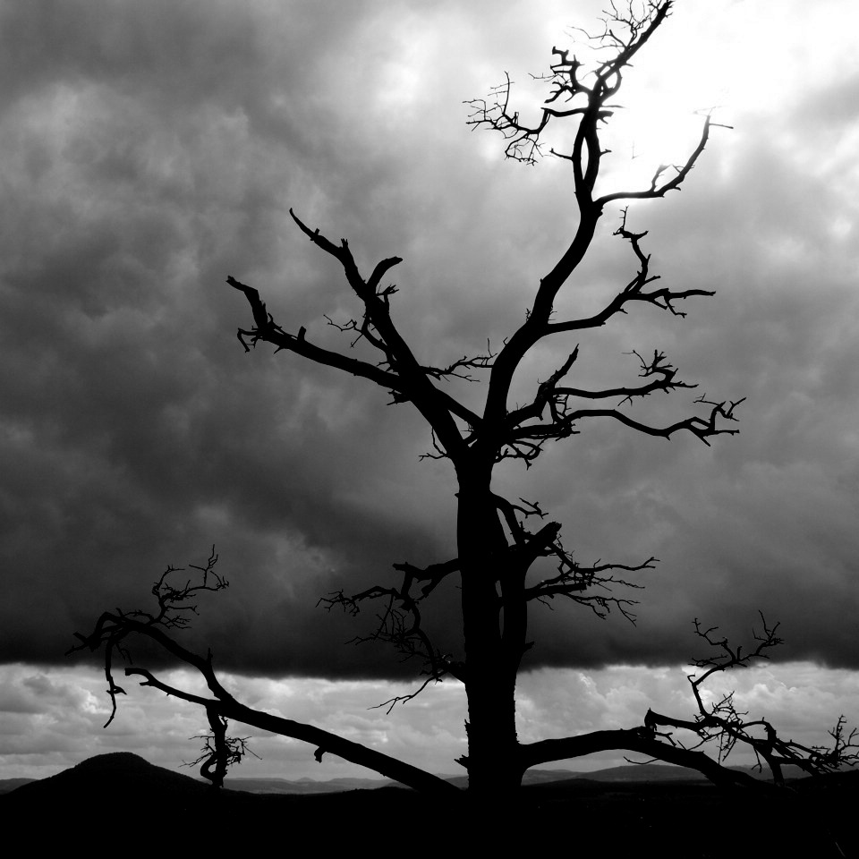 a bare tree on an overcast day with lots of clouds