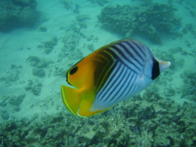 a fish that is swimming on a coral reef