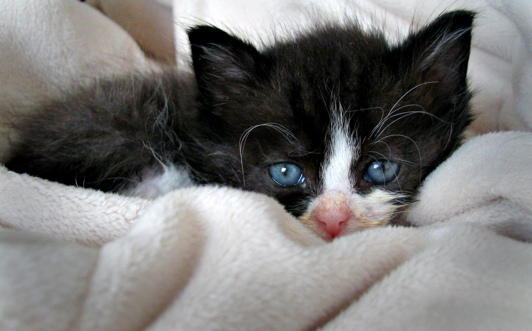 the small black and white kitten has very blue eyes