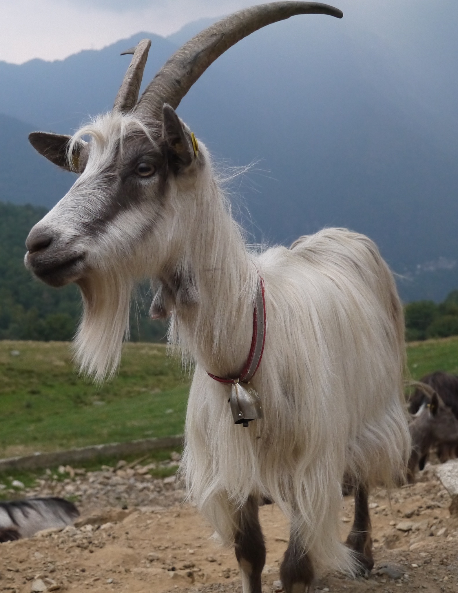 there is an animal with long horns standing on the side of the road