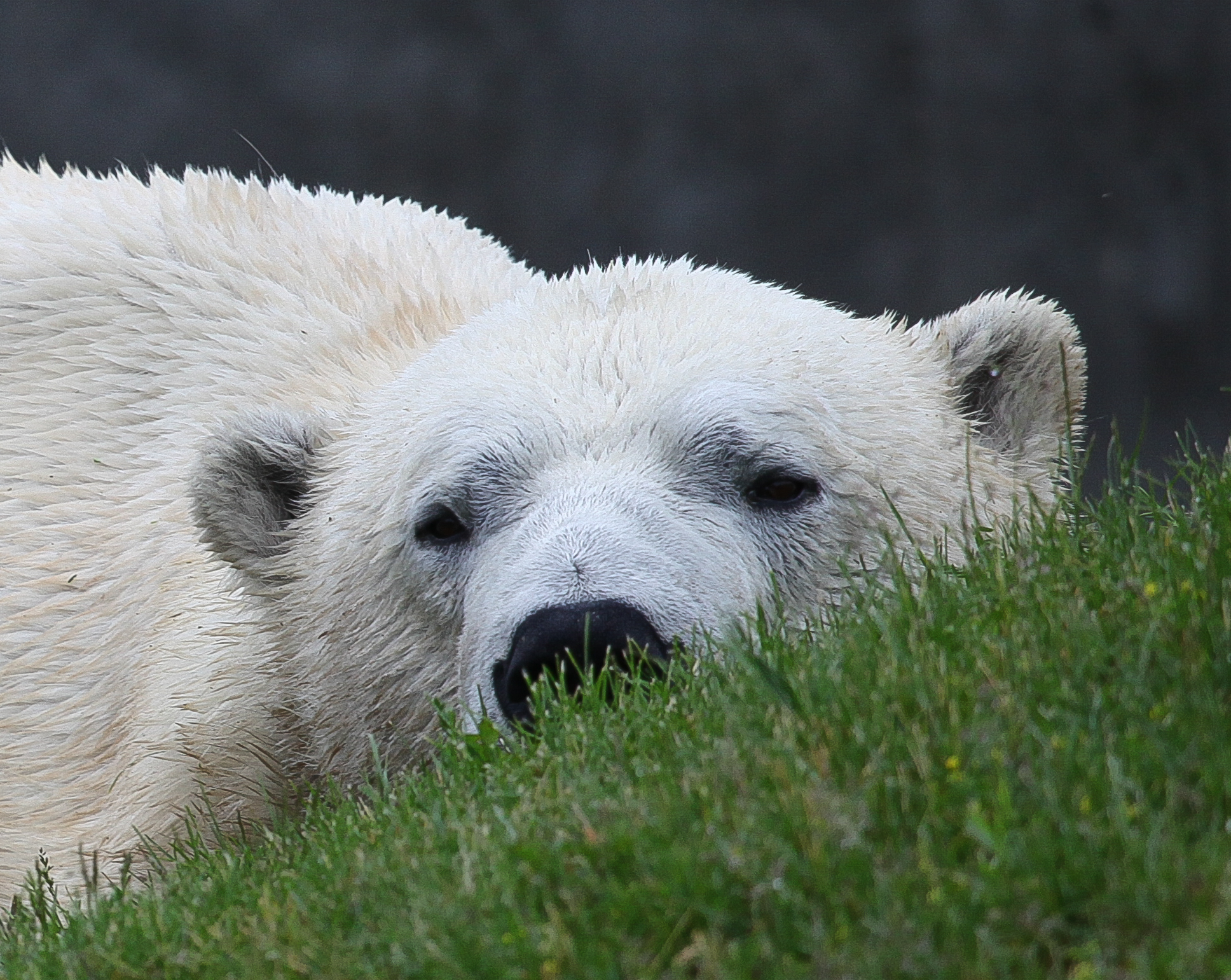 a white polar bear rests head on his hind legs