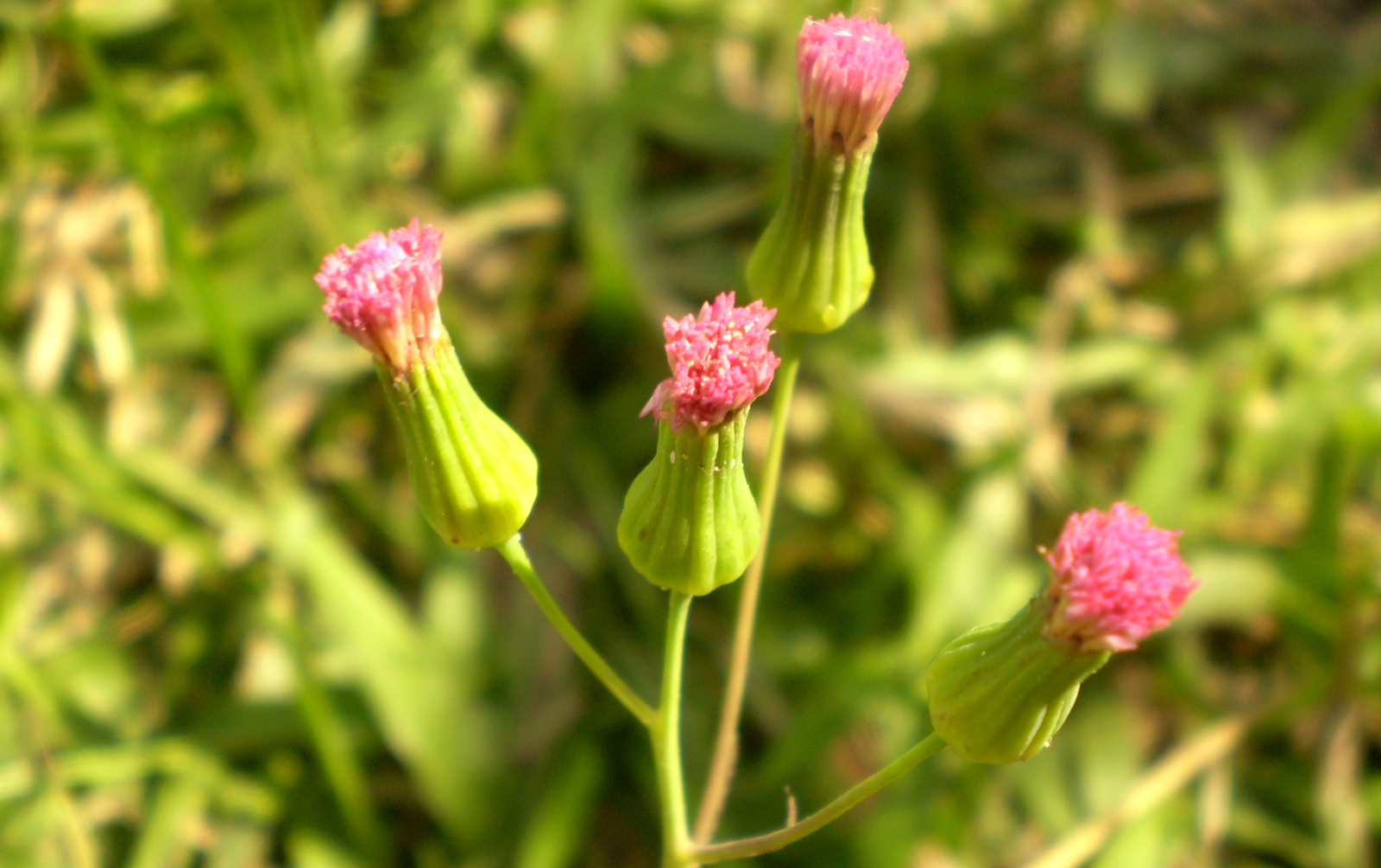 pink flowers are growing out of the green grass
