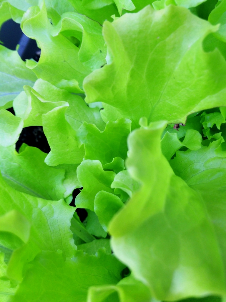 green leaves of a lettuce plant ready to be picked
