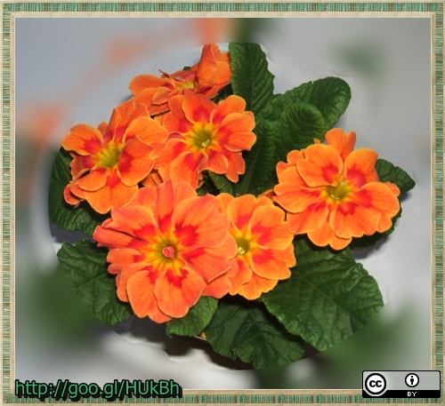 bright orange flowers sitting in a white vase