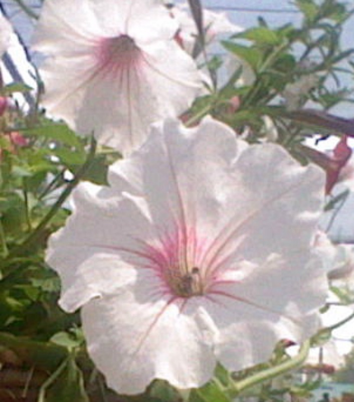 these flowers are large and white in color