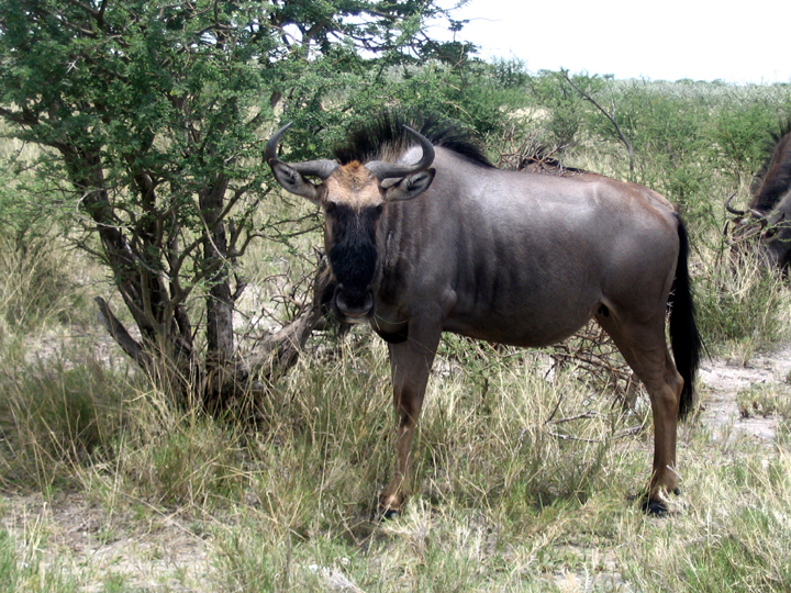 the african wildebeest is looking back in its natural habitat