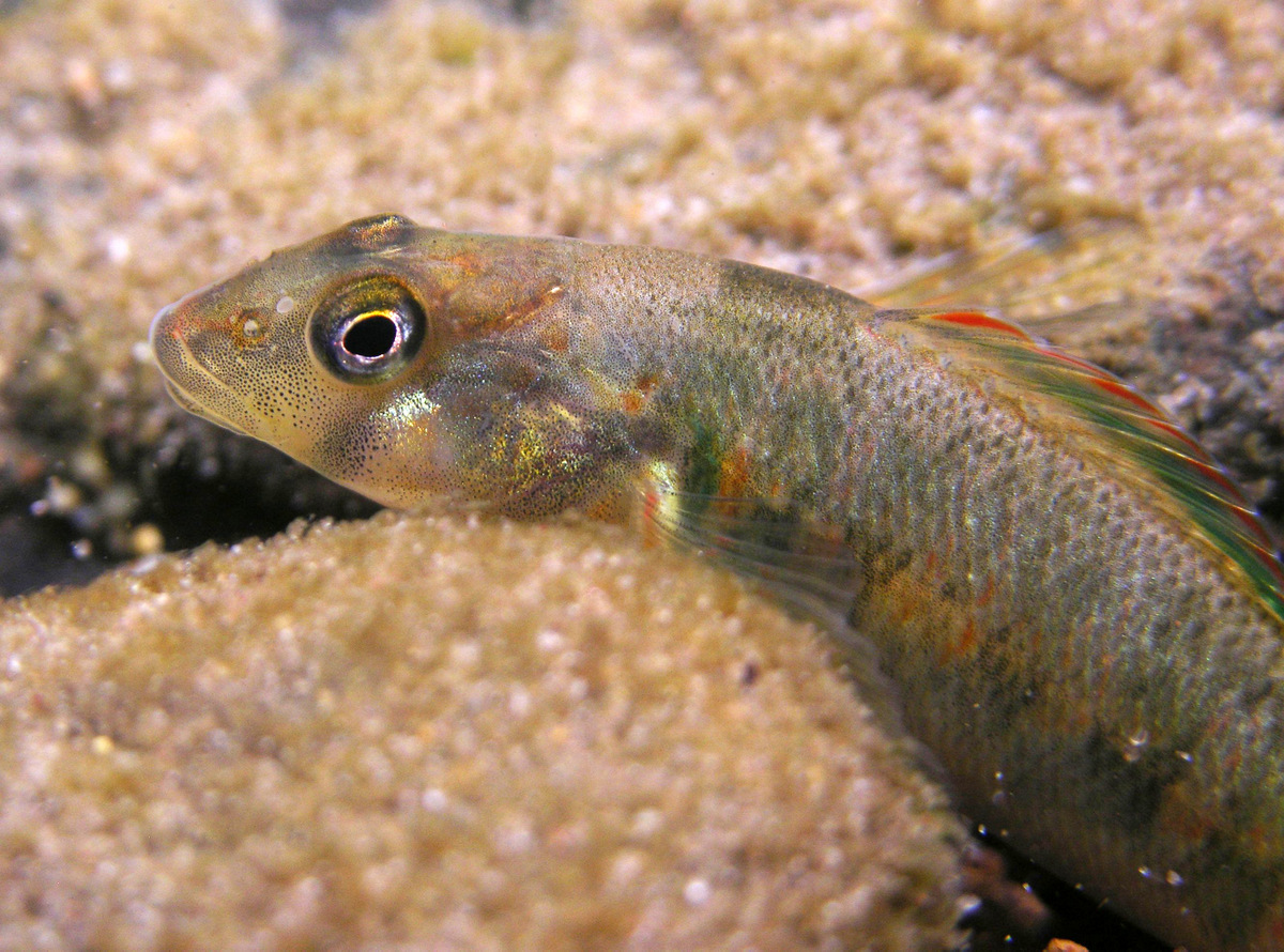 a close up view of a fish in the sea