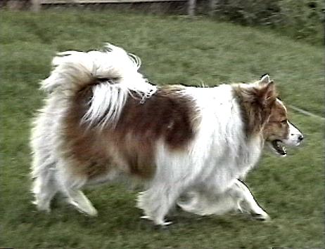 a dog with white and brown markings is on grass