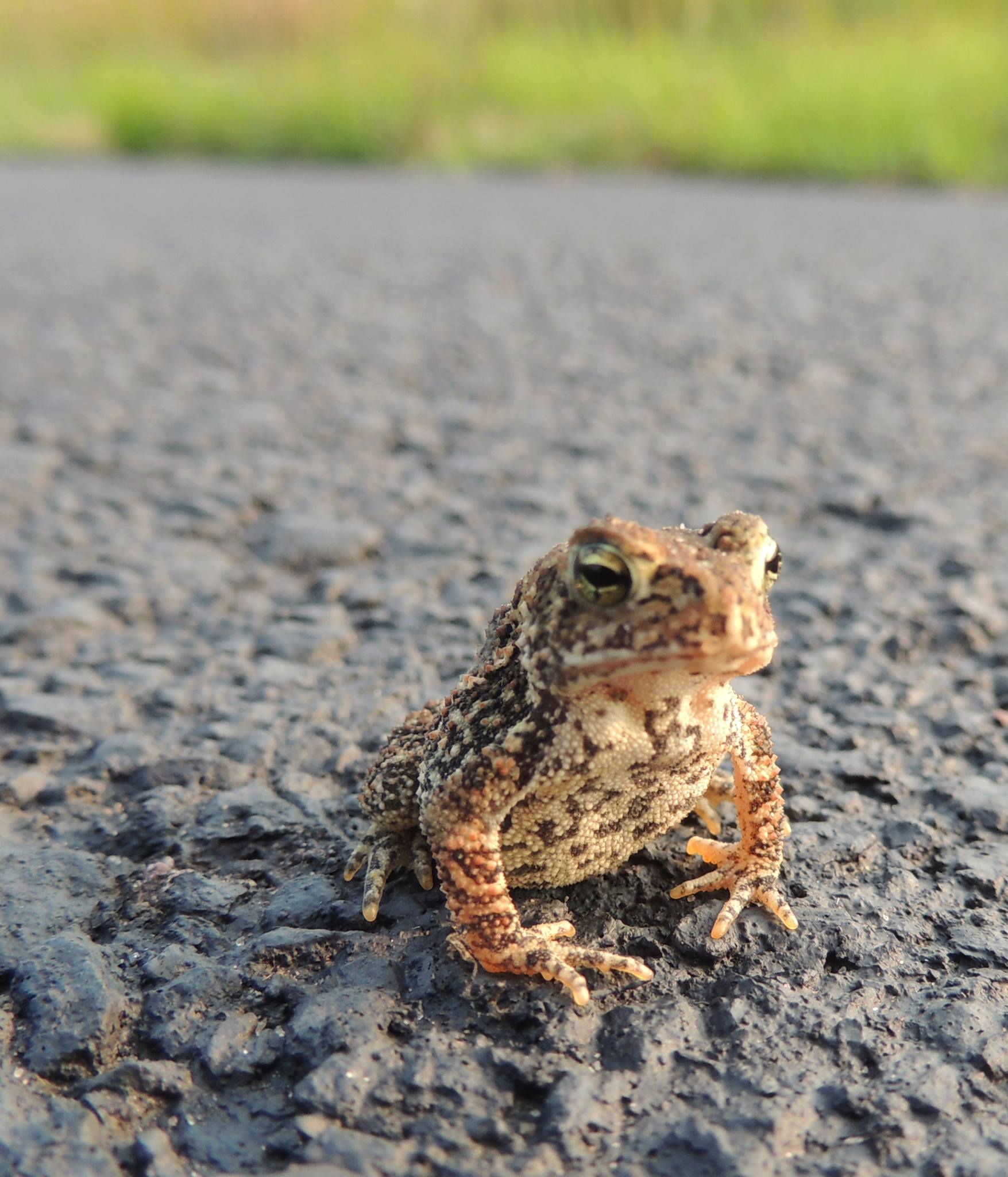 a frog is sitting on a road with his eyes open