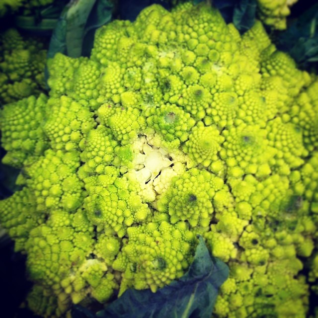 the broccoli is growing close up in the field