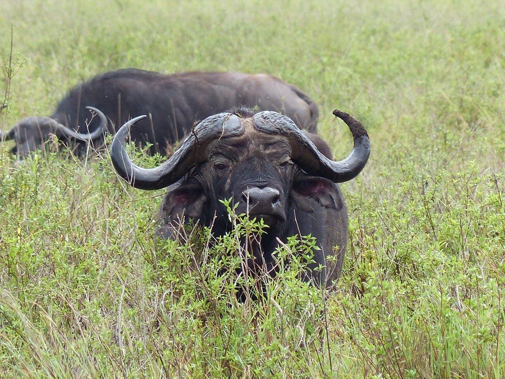 an adult buffalo standing in the grass near a baby wildebeest