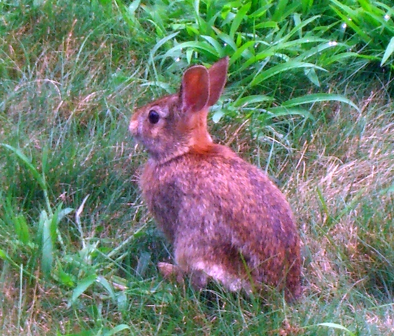 a brown rabbit sitting in tall grass on a field