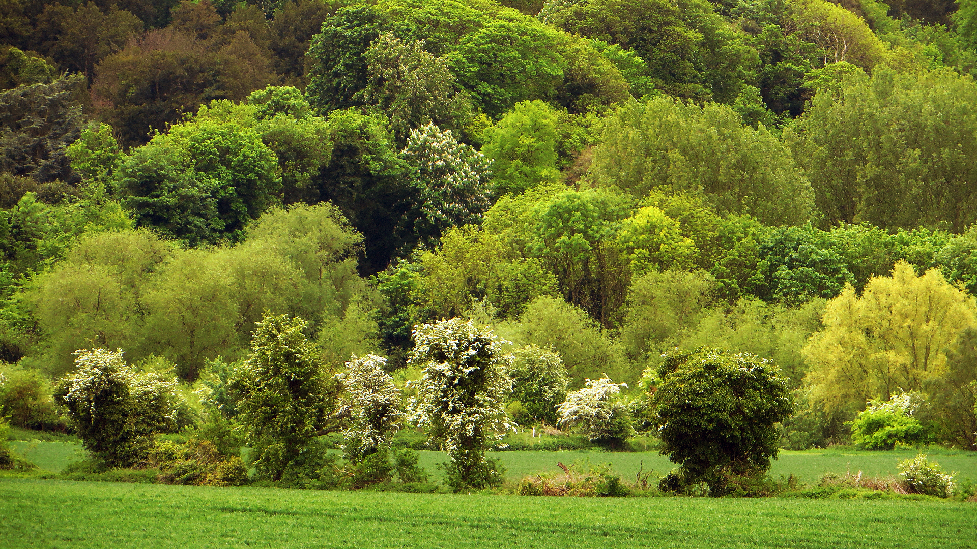 an area that is bordered with trees, bushes and flowers