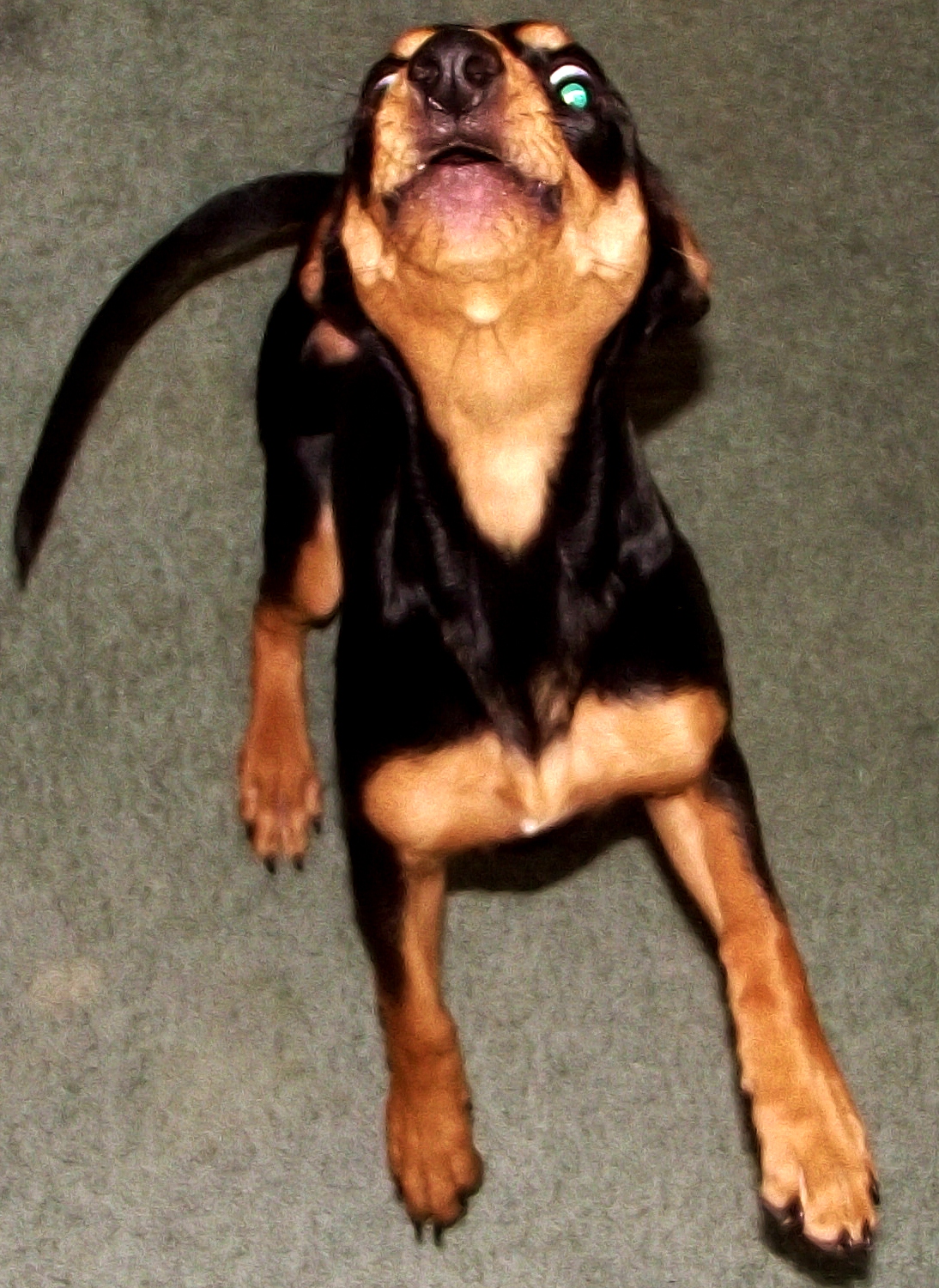 a black and brown dog laying on carpet and looking up