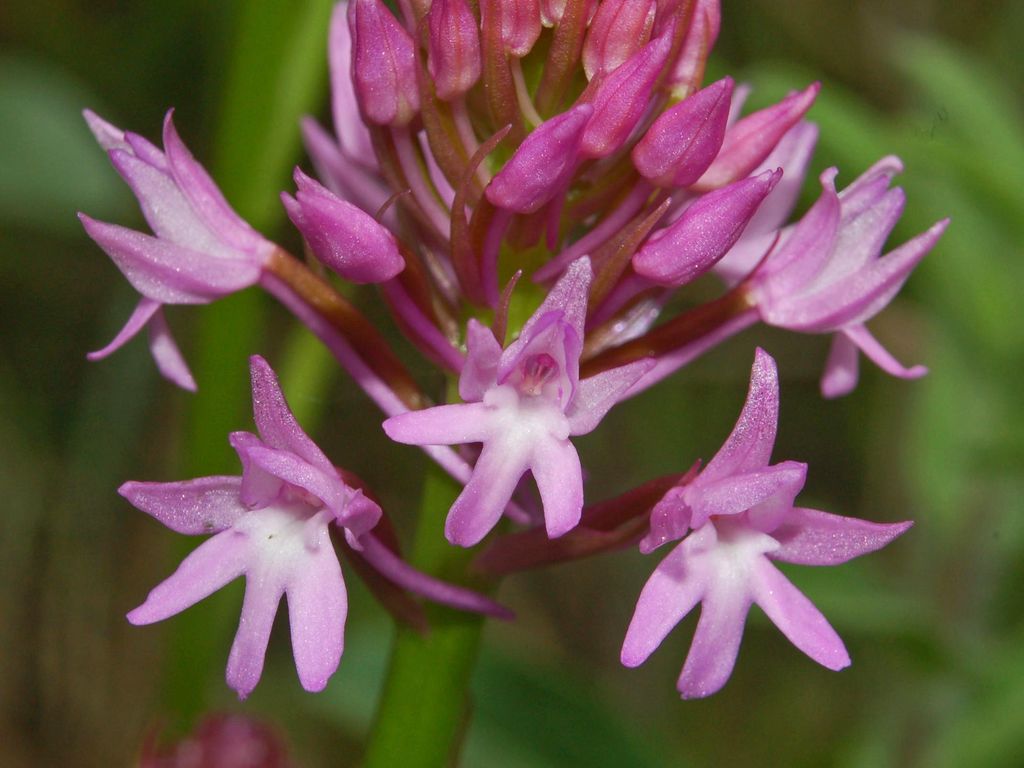 a close up view of pink flower buds
