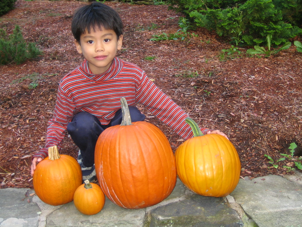 a little boy kneeling next to three pumpkins