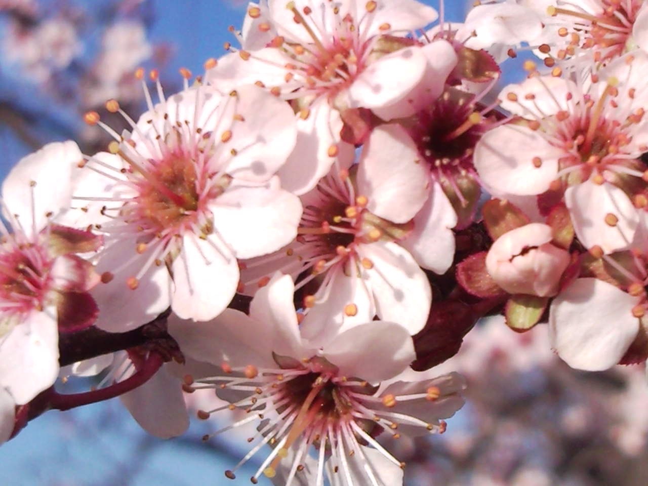 a bunch of white flowers on a tree