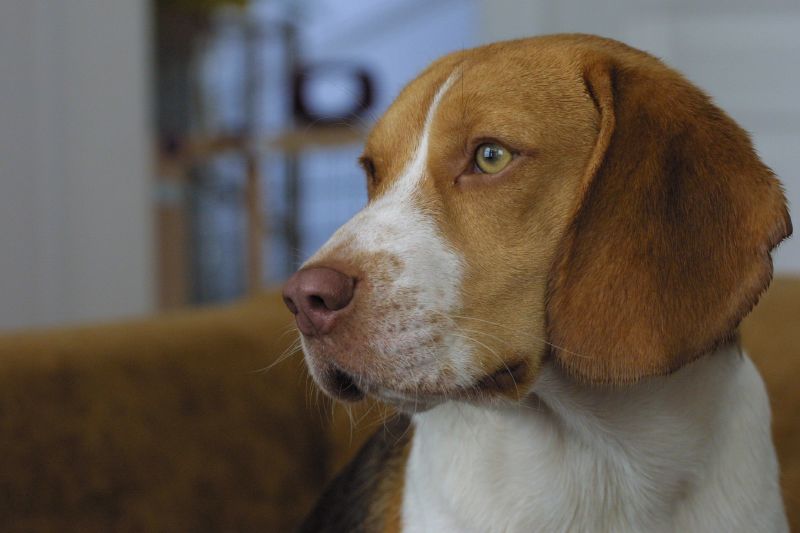 a dog sitting on a couch looking off to the side