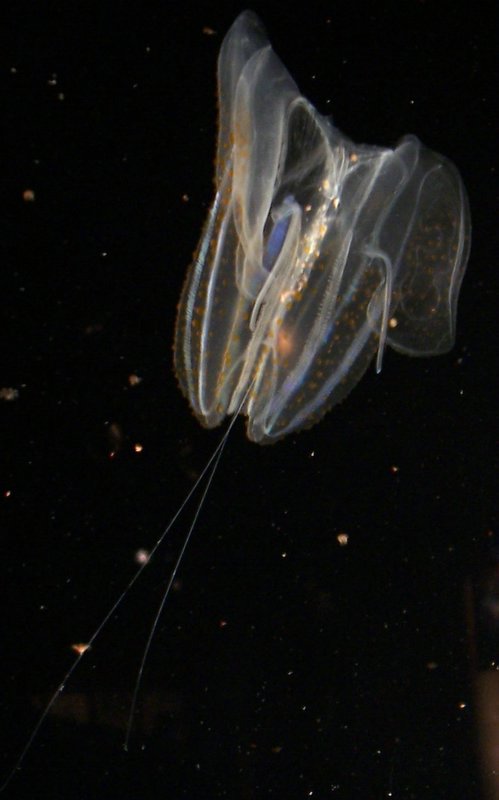 a close up of a jellyfish at night