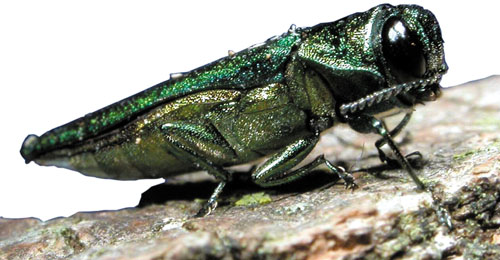 a close up po of a green bug on a tree