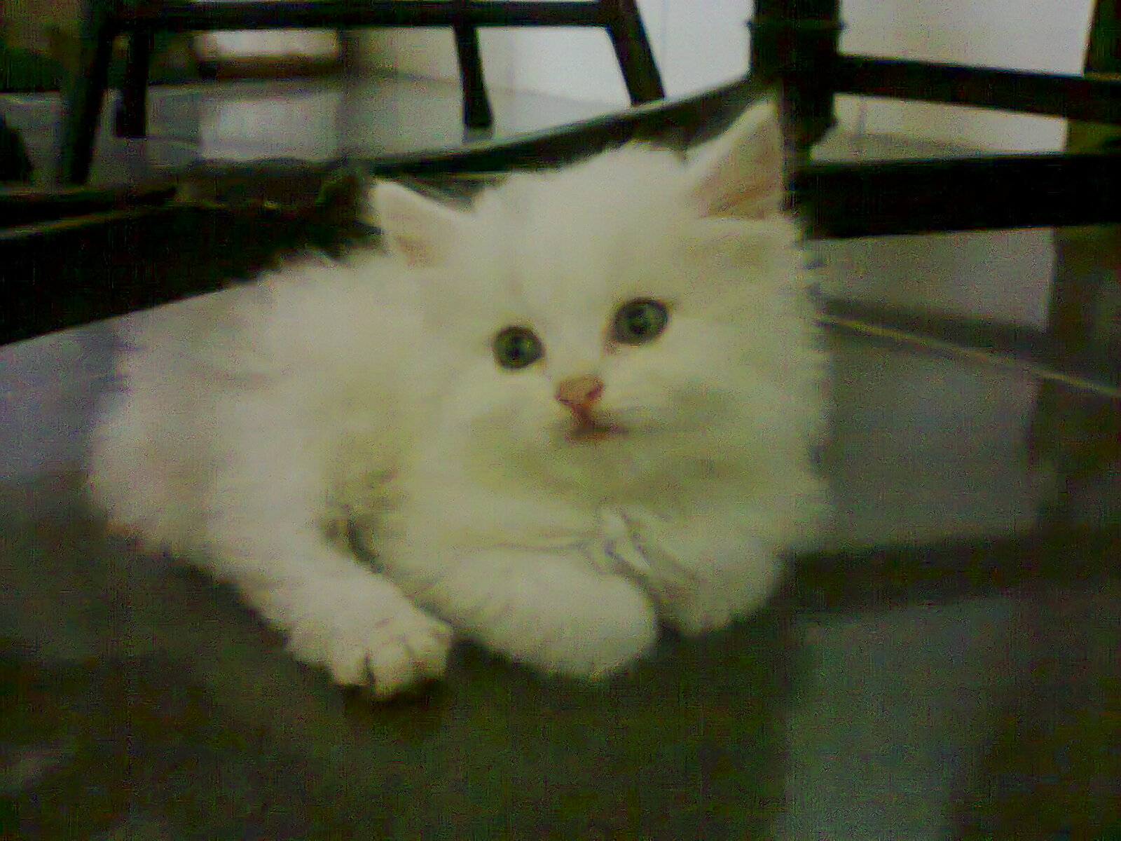 a white kitten lying on top of a chair