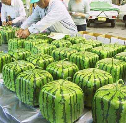 a group of people standing around a large stack of watermelons