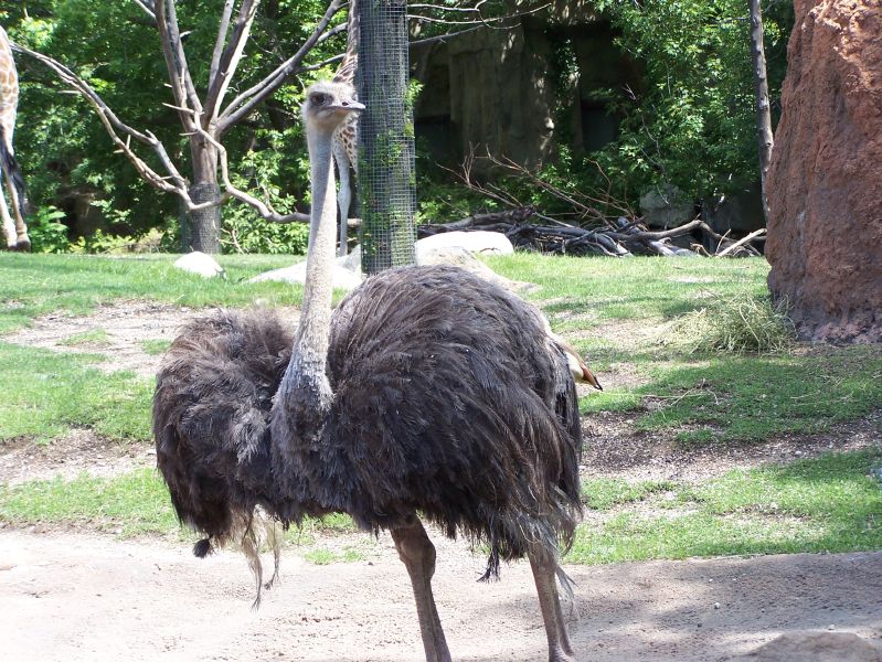 an ostrich stands outside on a sunny day