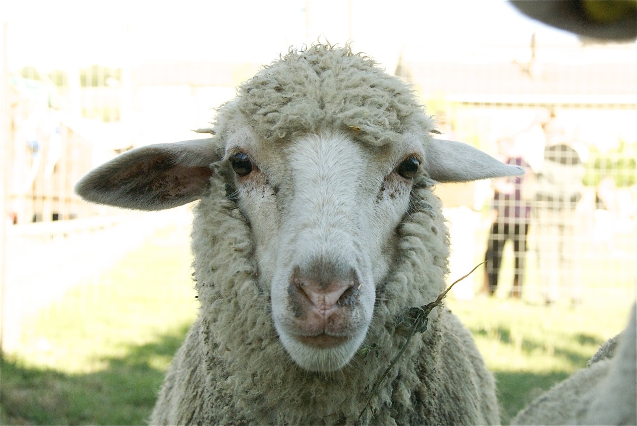 the face and nose of a sheep, looking straight ahead