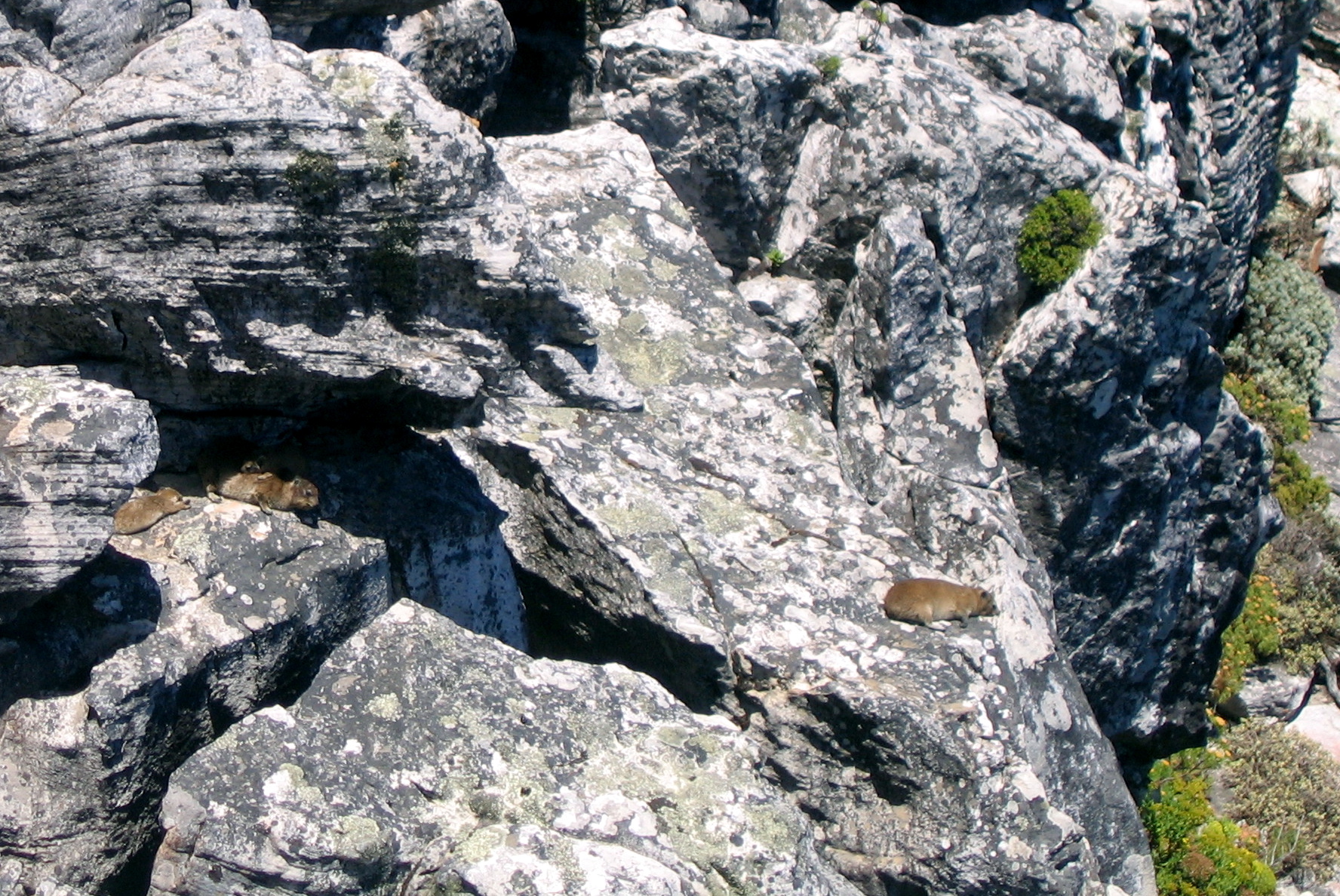 a group of animals laying in a pile of rocks