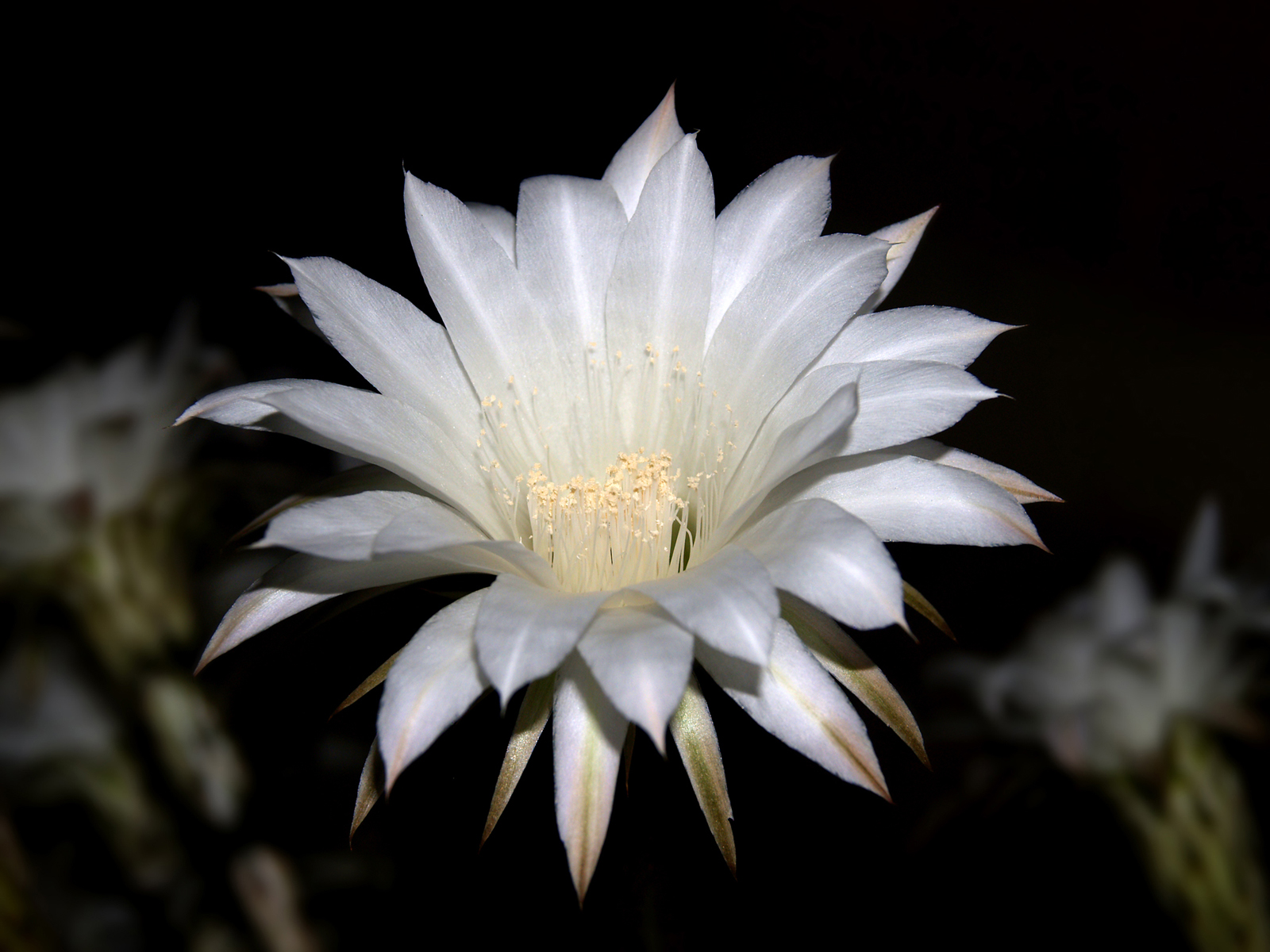 closeup of a large flower in the night time