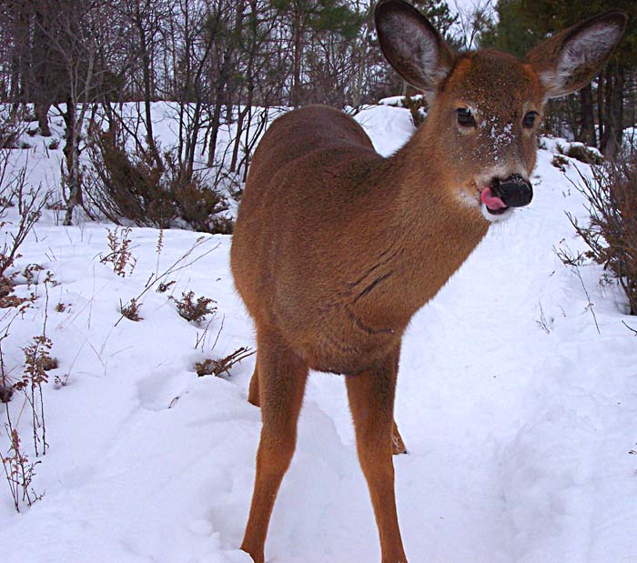 the deer is eating soing while standing in the snow