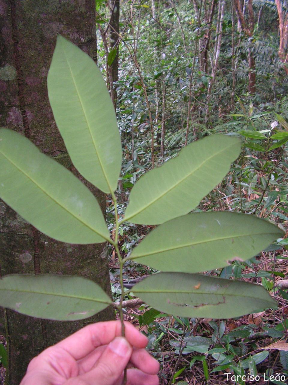 a large green leaf with lots of foliage on it