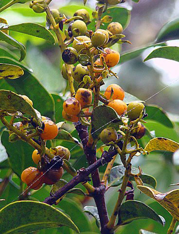 the berries on the tree are starting to open