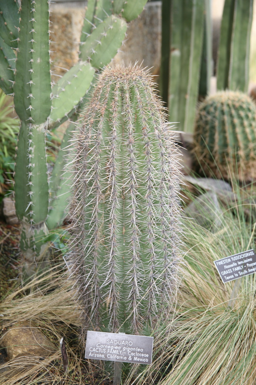 there are cacti growing in the desert