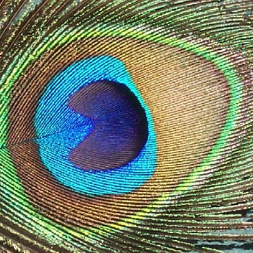 the peacock's feather with its feathers spread out