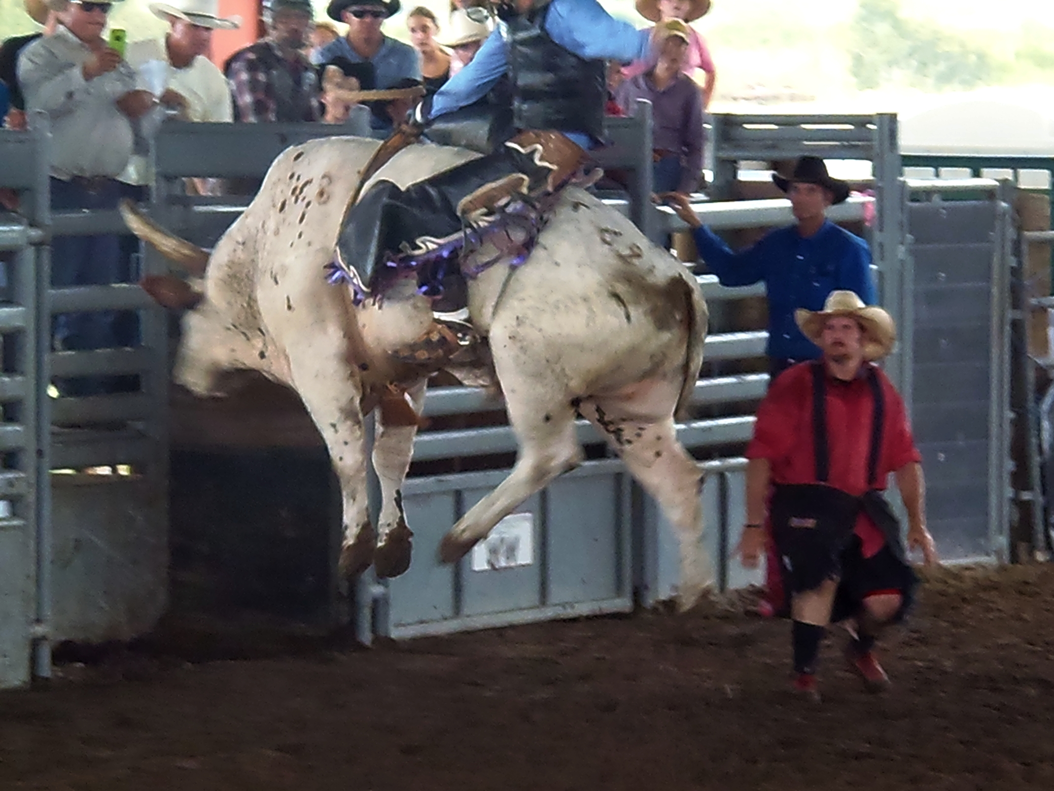 a cow is jumping in the air as it goes over an obstacle