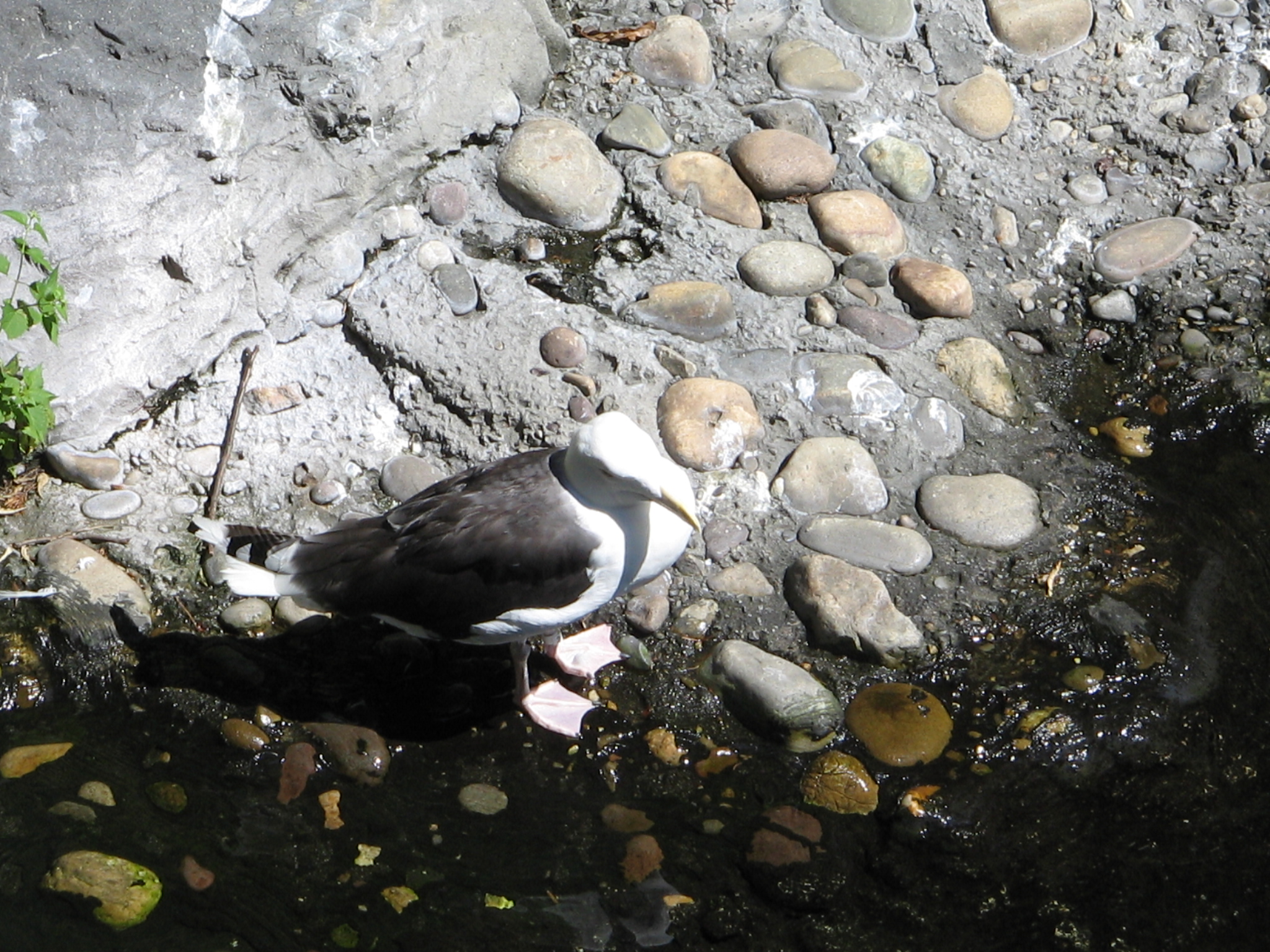 a white and black bird is sitting on the rocks