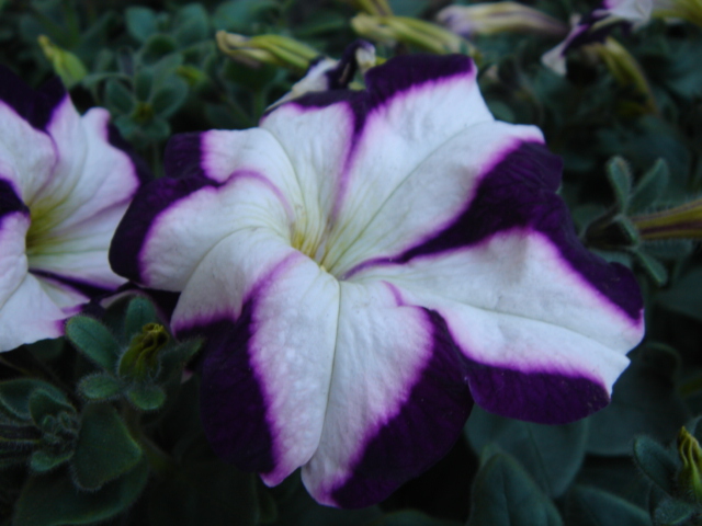 two purple and white flowers on some green leaves
